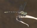 Austrogomphus guerini (Yellow-striped Hunter) male-8.jpg